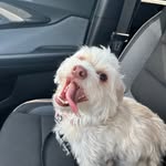 Beth - @bethanyboutilierrodenhiser - Instagram