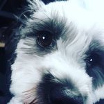 Bethany Schafer - @cute_cuddly_calvin - Instagram