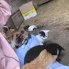 Save.animal.rescue.12 - @bethanysearson22 - TikTok