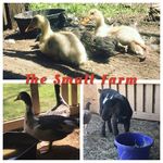 Bethany And William Small - @the_small_farm16 - Instagram