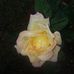 Beth Timmons - Facebook