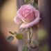 Beth Tuttle - Facebook