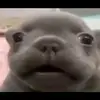 Betsabé torres - @betsa.trres - TikTok
