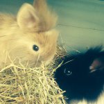 Albert And Betsy - @albert.betsy_bunny - Instagram