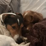 Insta-dogs-Albert-&-Betsy - @albertandbetsy - Instagram