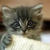 Betty Andersen - @betty.andersen3 - TikTok