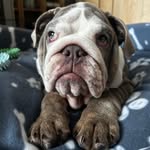 Betsy the Bulldog - @betsy_the_archery_bulldog - Instagram