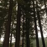 Betsy Barron - @bb94110 - Instagram