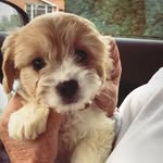 Betsy Brady🐶 - @betsybradyxx - Instagram