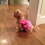 Betsy Ross Lu Talula Brewer - @doguebetsy - Instagram