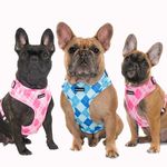 Bella,betsy An Bruce 💞💙 - @bella_betsy_bruce_frenchies - Instagram