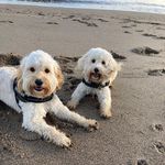 Betsy and Bruce 🐾 - @betsyandbruce1 - Instagram