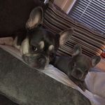 @betsy_brucey_frenchies - Instagram