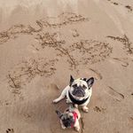 Bruce & Betsy 🐶🐷🐶🐷 - @bruce_and_betsy - Instagram