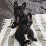 Bruce & Betsy 🐾 - @bruceandbetsythefrenchies - Instagram