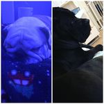 BRUCE AND BESTY🐶❤️ - @bruce.betsy.buda_ - Instagram