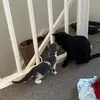Bruce and Betsy🐱🐾 - @brucebetsy - TikTok