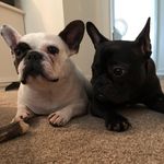 frenchbulldogs_B&B - @bruce_betsy - Instagram