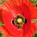 Betty Calvert - Facebook