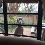 Betsy Carmichael - @hankdog6 - Instagram