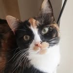 Betsy - @betsy_cat_adventures - Instagram