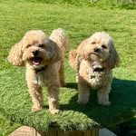 BARNEY&BETSY MALTIPOO MADNESS - @barneybetsychilds - Instagram
