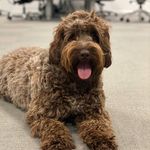 Betsy - @betsy_cobberdog - Instagram