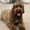 Betsy - @cobberdogbetsy - TikTok