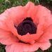 Elizabeth Cornwell - Facebook