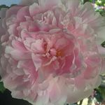 Betsy Hannon Dolan - @betsydolan - Instagram