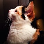 Betsy Evans - @boopercat - Instagram