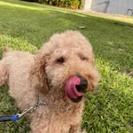 Betsy Goetzman Giuseffi - @charlie_doodle_sofl - Instagram