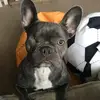 bet bet🐶 - @betsy.the.good.girl - TikTok