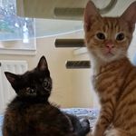 @betsy_and_chester.rollipop - Instagram