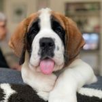 Betsy The Saint - @chesterbearandbetsy - Instagram