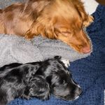 Chester and Betsy - @chesterandbetsy - Instagram