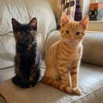 Chester and Betsy - @chester.and.betsy - Instagram