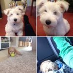 @chester_and_betsy - Instagram