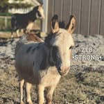 Betsy Howell Scheuerman - @betsyhowellscheuerman - Instagram