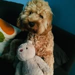 Betsy Girl hunt - @betsythecheekydoodle - Instagram