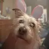 Betsy Kane - @betsy.kane03 - TikTok