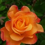 Betsy Lyman - Facebook