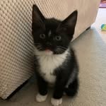 Ted Lumi Betsy Rocco & Marvin - @ted_lumi_and_the_kit_kats_ - Instagram