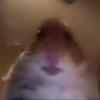 Betsy McCaskill - @codwarzoneplayss - TikTok