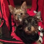 Betsy Ann Montgomery - @betsyannmontgomery - Instagram