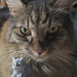 Betsy Murphy - @blancherosedesigns - Instagram