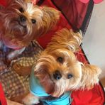 Betsy Ocasio - Facebook