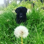 Betsy Rose O’Neill ( the dog ) - @_betsy.oneill_19 - Instagram
