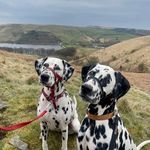 @betsy_and_otto - Instagram