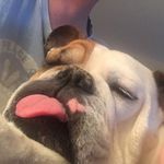 Betsy Ohlidal Ott - @bblg1234 - Instagram